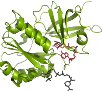 Figure 12: Structure de la ferrédoxine réductase de Rhodobacter capsulatus cristallisée en présence de NADP +  (en gris)