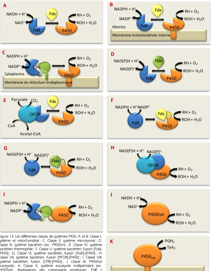 Figure 13: Les différentes classes de systèmes P450. A. et B. Classe I,  système  et  mitochondrial ;  C