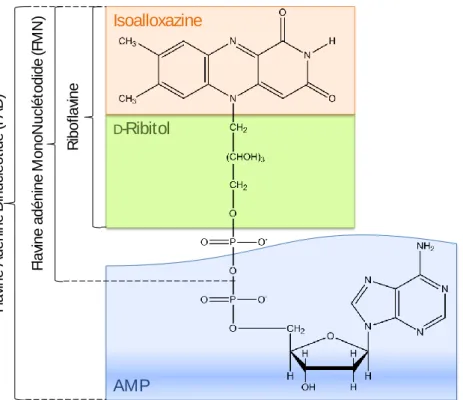 Figure  24 :  Formule  développée  dans  l’espace  de  la  flavine  adénine  dinucléotide  (FAD)  qui  contient  celle  du  flavine  adénine  mononucléotide (FMN)