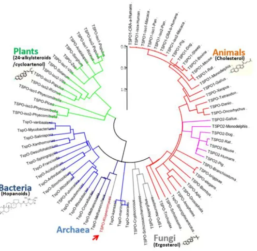 Figure 1.1: Arbre phylogénétique de la famille des protéines TSPO au sein des 3 domaines du vivant : Bacteria, Archae et Eukarya [Fan et al., 2012].