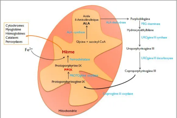Figure 1.10: Schéma de la biosynthèse de l’hème dans la mitochondrie. La synthèse de l’hème a lieu principalement dans la moelle osseuse (85%) et le foie