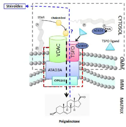 Figure 1.11: Schéma des différentes protéines formant le transduceosome et le metabolon, complexes impliqués dans la régulation de la stéroïdogenèse [Papadopoulos et al., 2015]