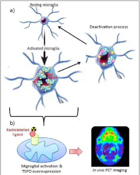 Figure 1.13: Régulation du stress oxydatif dans le processus de neuroinflammation par la TSPO et son rôle de biomarqueur des neuropathologies