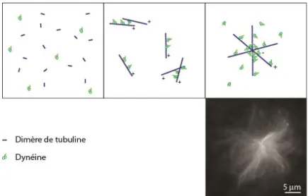 Figure 7  Les microtubules peuvent s’organiser en asters grâce aux dynéines. Schéma expliquant ce  mécanisme