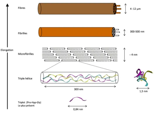 Figure 2: Les différents niveaux d’assemblages au sein des fibres de collagène 