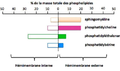Figure  6.  Asymétrie  membranaire  illustrée  par  la  comparaison  de  la  composition  en  phospholipides des deux hémi-membranes d'un érythrocyte (Zachowski 1993)
