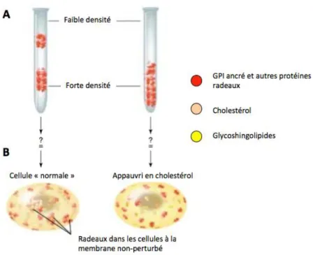 Figure 24. Définition des radeaux lipidiques (membranes résistantes aux détergents, DRM)