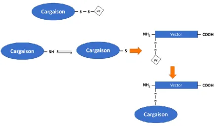 Figure 28. Mode de couplage de la pénétratine avec des cargaisons à l’aide un groupe thiol  (Ü
