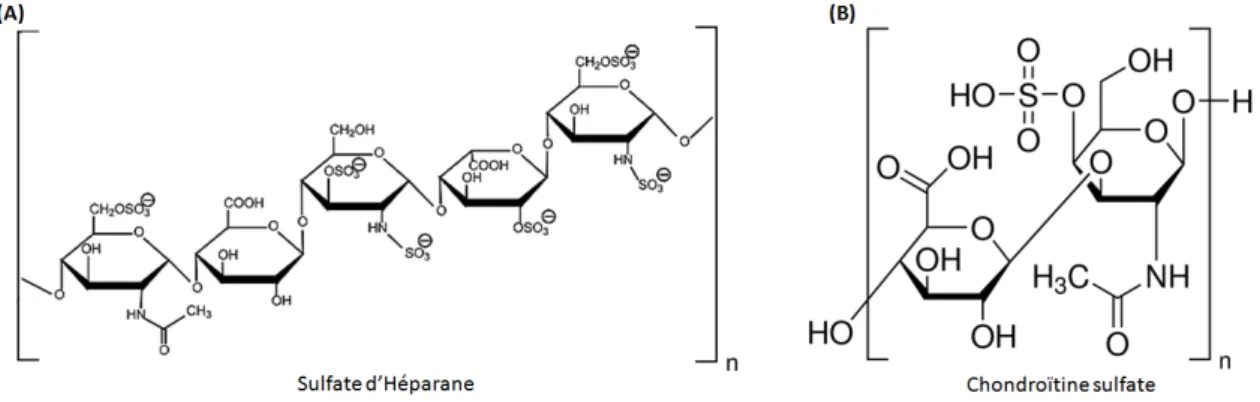 Fig. I.3 Formules semi-développées des sulfates d’héparane (A) et des chondroïtines sulfates (B)
