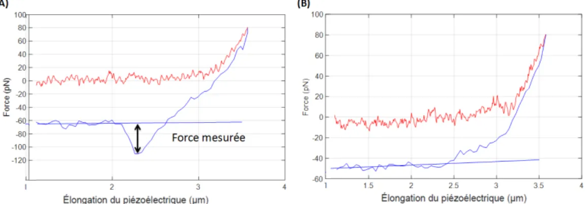 Fig. II.12 Courbes de force avec (A) et sans (B) adhésion de la sonde sans Pénétratine sur des cellules CHO Lec2.