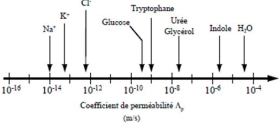 Figure  25 :  Coefficients  de  perméabilité  de  différentes  molécules  à  travers  la  bicouche  lipidique  en  phase fluide d’après  (Stryer 1997)