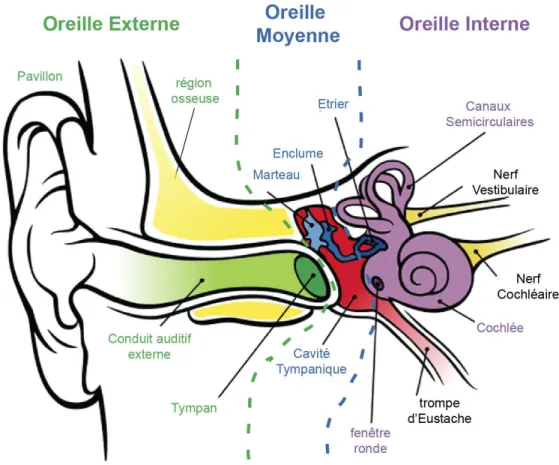 Figure 1 : Anatomie de l’oreille. Représentation schématique de l’organisation de l’oreille humaine 