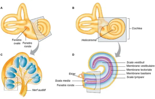 Figure 3 : Morphologie de la cochlée. (A) et (C) morphologie de la cochlée et coupe transverse de  l’organe