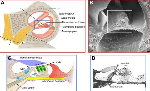 Figure 4 : Organe de Corti. (A)  Schéma représentant une coupe transversale d’une section de  cochlée