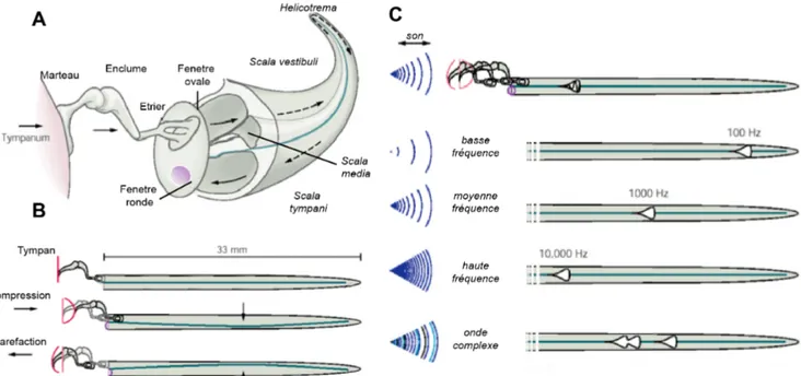 Figure 5 : traitement de l’onde sonore par la cochlée.  (A)  Schéma du trajet de la compression  induite par l’onde sonore au travers de la cochlée