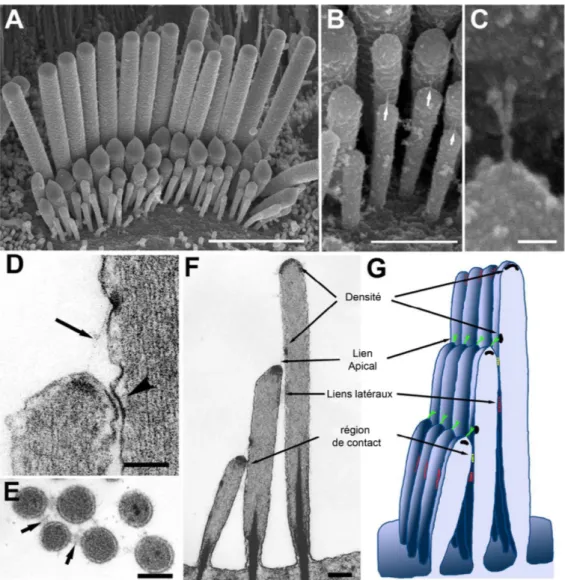 Figure 7 : Structures des touffes ciliaires. (A) Image par microscopie électronique à balayage d’une  touffe  ciliaire  de  CCI  de  rat