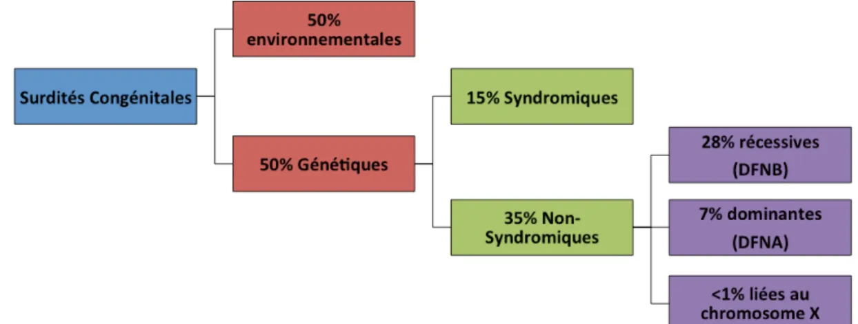 Figure 10 : Causes de surdités congénitales. Graphique hiérarchique des causes de surdités  congénitales