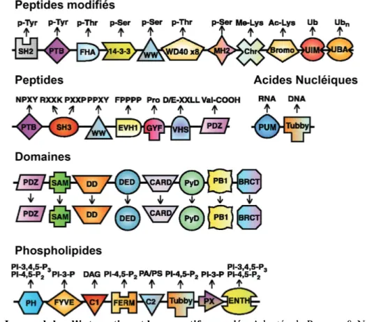 Figure 12 : Les modules d’interaction et leurs motifs associés. Adaptée de Pawson &amp; Nash  55 