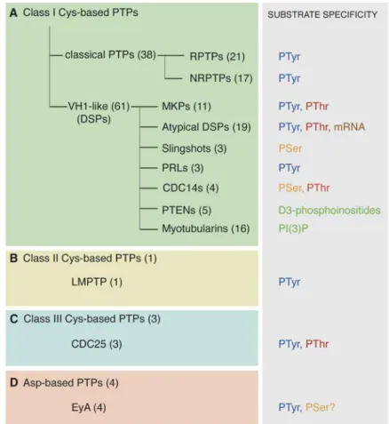Figure   09   :   Classification   et   spécificité   de   substrat   des   PTP.          