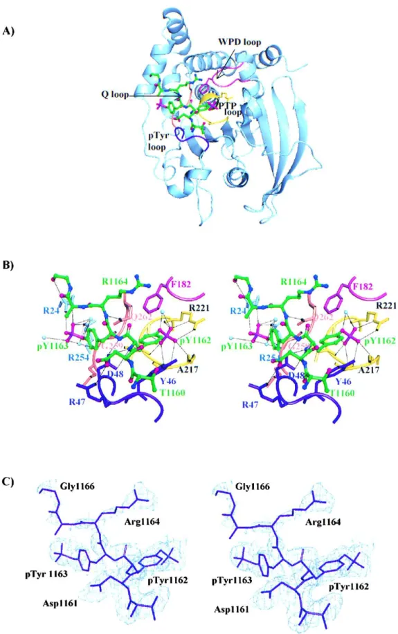 Figure    15    :   Structure    de    la    phosphatase    PTPN1    en    complexe    avec    un    peptide    IRK    biphosphorylé