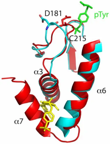 Figure   19   :   Régulation   allostérique   de   la   protéine   PTPN1   