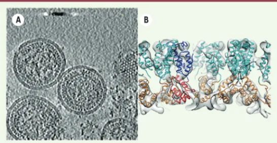 Figure 4. Exemple de cryo-tomographie électronique, et de sub-tomogrammes  moyennés. A