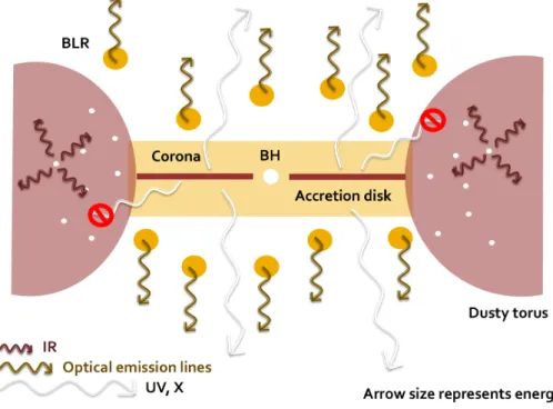 Figure 1.8: Edge-on view of the components of an AGN spectrum according to the Unified Model of Urry &amp;