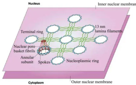 Figure 13: Organisation des filaments de la lamina nucléaire à la membrane nucléaire interne  (Hutchison, 2002)
