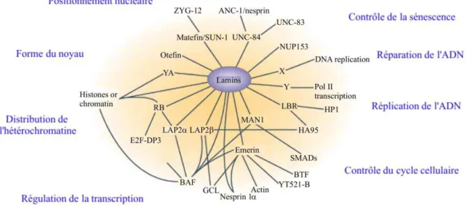 Figure 14 : Description des interactions impliquant les lamines, ainsi que des fonctions  biologiques des complexes dépendants de la lamine (Gruenbaum et al., 2005)