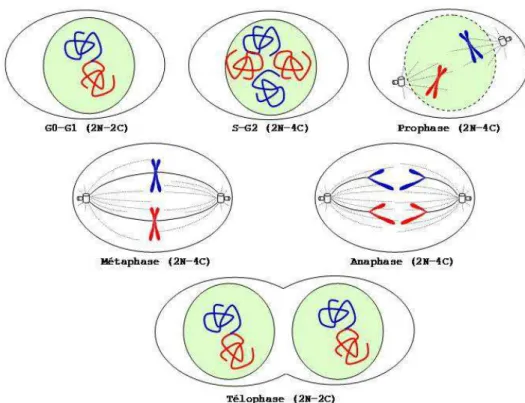 Figure 15 : Les étapes du cycle cellulaire : la mitose. La cellule est représentée par un ovale et le  noyau par un cercle vert