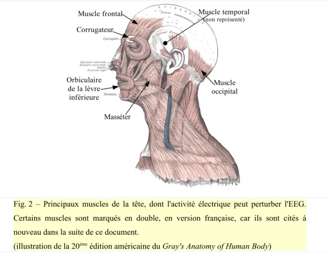 Fig. 2  – Principaux muscles de la tête, dont l'activité électrique peut perturber l'EEG