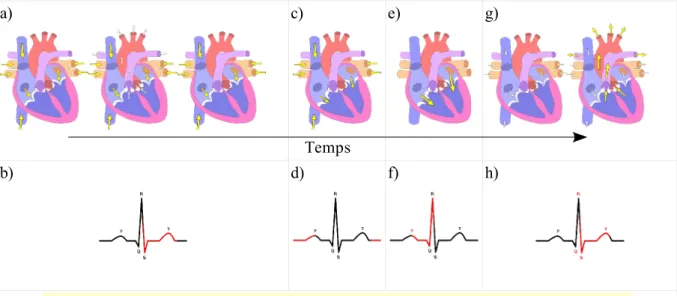 Fig. 3 – Séquence des contractions et dilatations au cours du cycle cardiaque (Silbernagl 