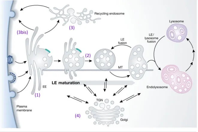 Figure 7. Voies de sortie de l’endosome précoce 