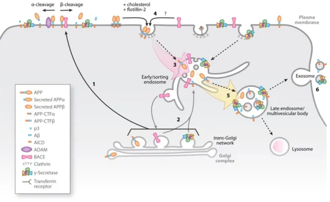 Figure 13. Trafic intracellulaire de l’APP  