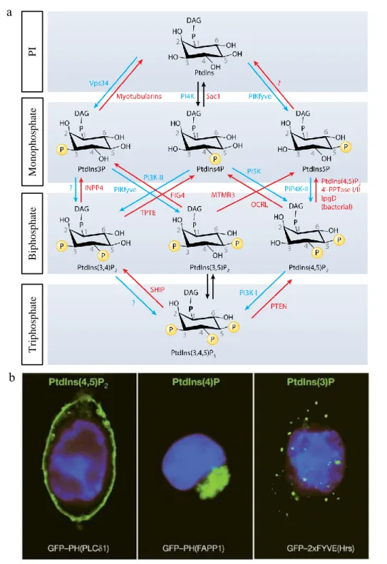 Figure 17. Métabolisme et localisation des phosphoinositides  