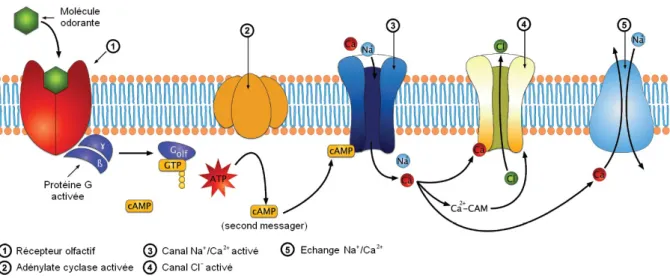 Figure I.3 – La cascade de transduction du signal dans les neurones sensoriels Le récepteur olfactif initie la réponse aux odeurs