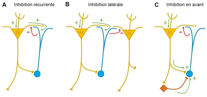 Figure I.9 – Les formes principales d’inhibition