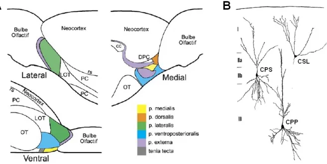 Figure I.11 – Organisation anatomique de l’AON et du cortex piriforme (A) Coupes sagittales en vues latérale (en haut à gauche) et médiale (en haut à droite), et coupe horizontale en vue ventrale (en bas à gauche), permettant de mettre en évidence la local