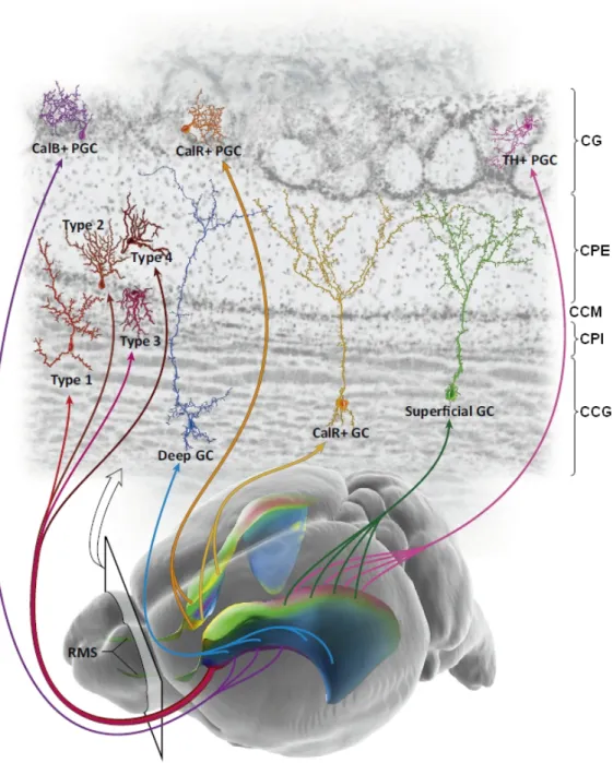 Figure II.4 – L’organisation des cellules souches de la zone sous-ventriculaire (Bas) Vue oblique du cerveau de souris adulte