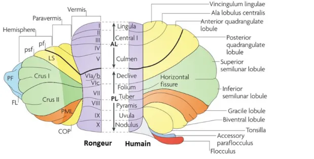 Figure 1  Régions cérébelleuses équivalentes entre le rongeur et l’être humain. 