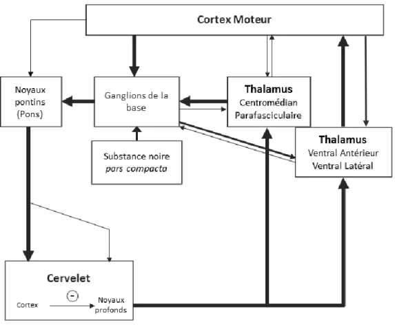 Figure 7  Voies ascendantes et descendantes reliant le cervelet au cortex moteur. 