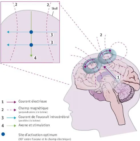 Figure 11  Activation neuronale par la stimulation magnétique transcrânienne. 