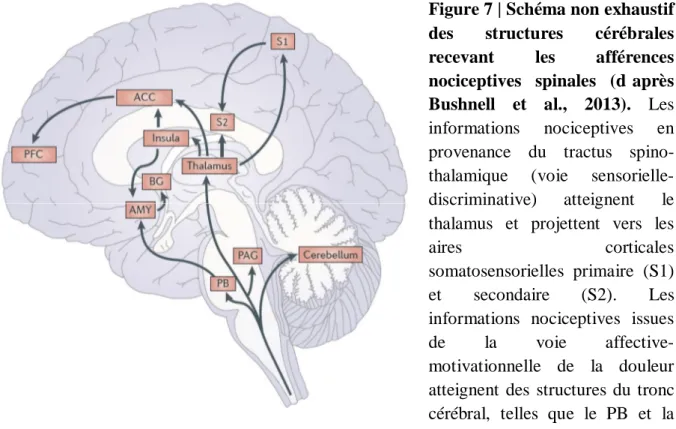Figure 7 | Schéma non exhaustif  des  structures  cérébrales  recevant  les  afférences  nociceptives  spinales  (d’après  Bushnell  et  al.,  2013)