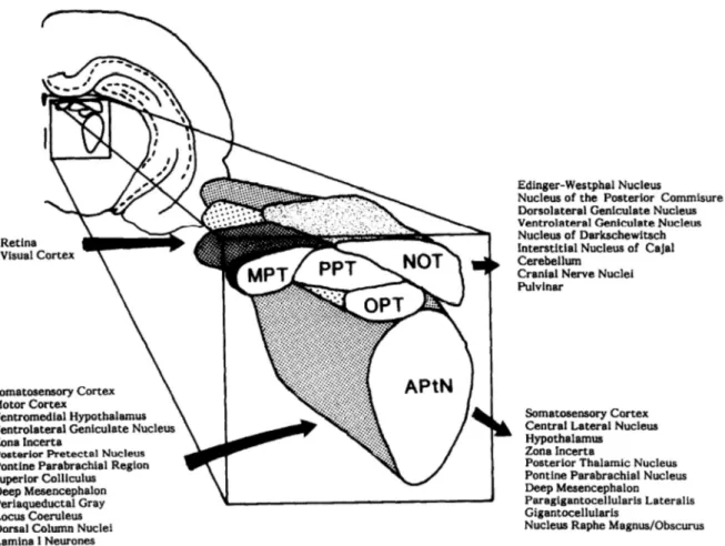 Figure  14 |  Organisation  du  complexe  prétectal  chez  le  rat  (d’après  Rees  and  Roberts,  1993)