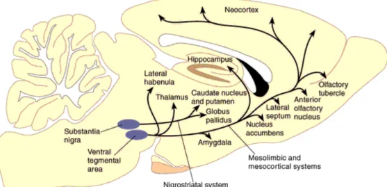 Figure 4: Système dopaminergique du rat. 