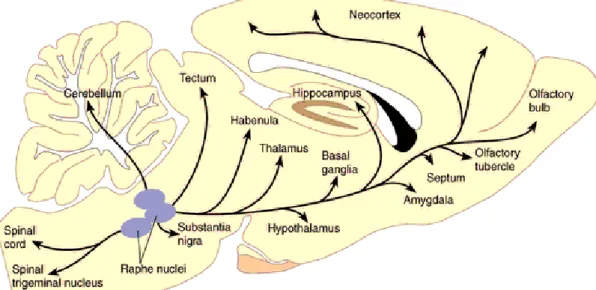 Figure 7. Système sérotoninergique du rat 