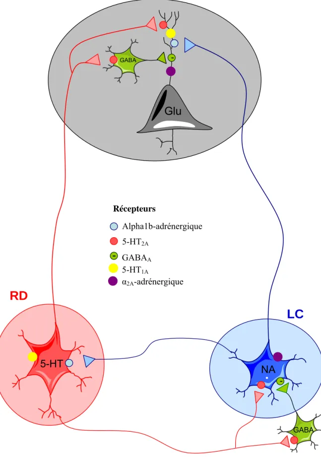 Figure 10. Interaction entre les systèmes sérotoninergique et noradrénergique. Alpha1b-adrénergiqueRécepteurs5-HT2AGABAA-GABA-Glu -RD LC5-HTNA5-HT1A α2A-adrénergique  GABA