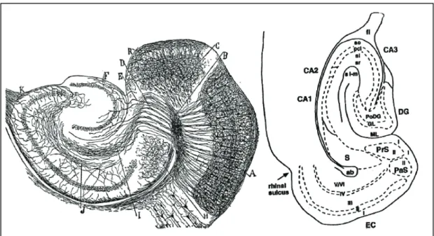 Figure 4 : coupe transversale de la formation hippocampique. A gauche, marquage par la  méthode de Golgi sur souris (Cajal, 1911)