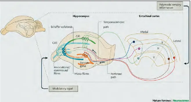 Figure 7 : Boucle trisynaptique. La voie perforante (perforant path) du cortex entorhinal projette  sur le gyrus denté, qui projette sur le CA3 via les fibres moussues (mossy fibers)