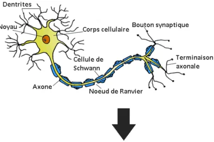 Figure 3.1 – Exemple de neurone biologique. Les dendrites récupèrent les potentiels d’actions depuis les terminaisons axonales de neurones voisins